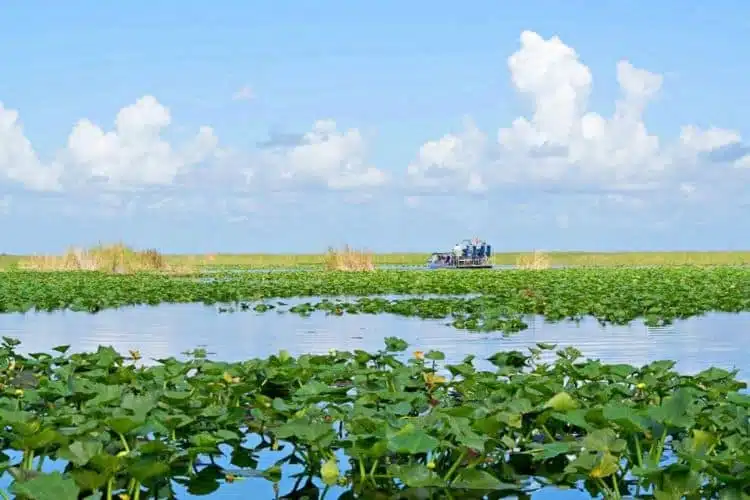 Airboat-In-Everglades