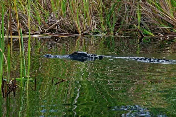 Alligatore Nelle Everglades-2
