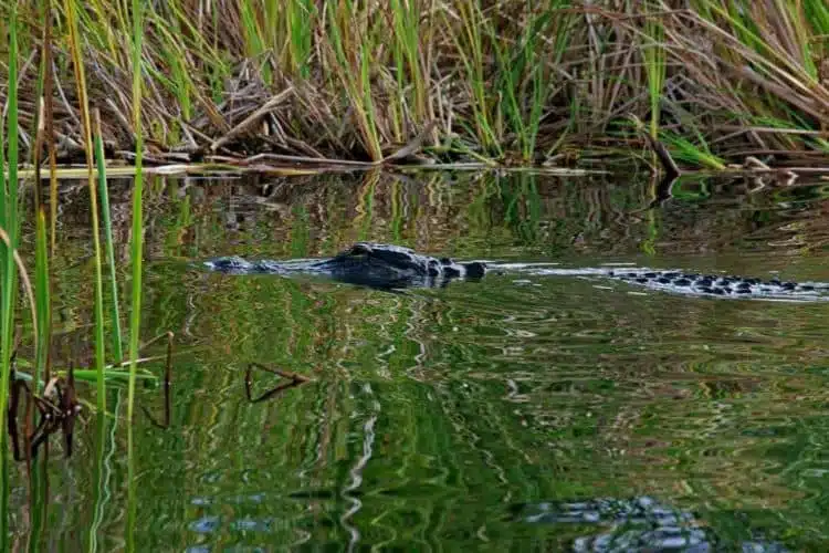 Alligatore Nelle Everglades-2
