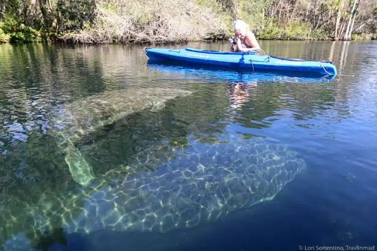 Blue-Spring-State-Park-Manatees-Florida