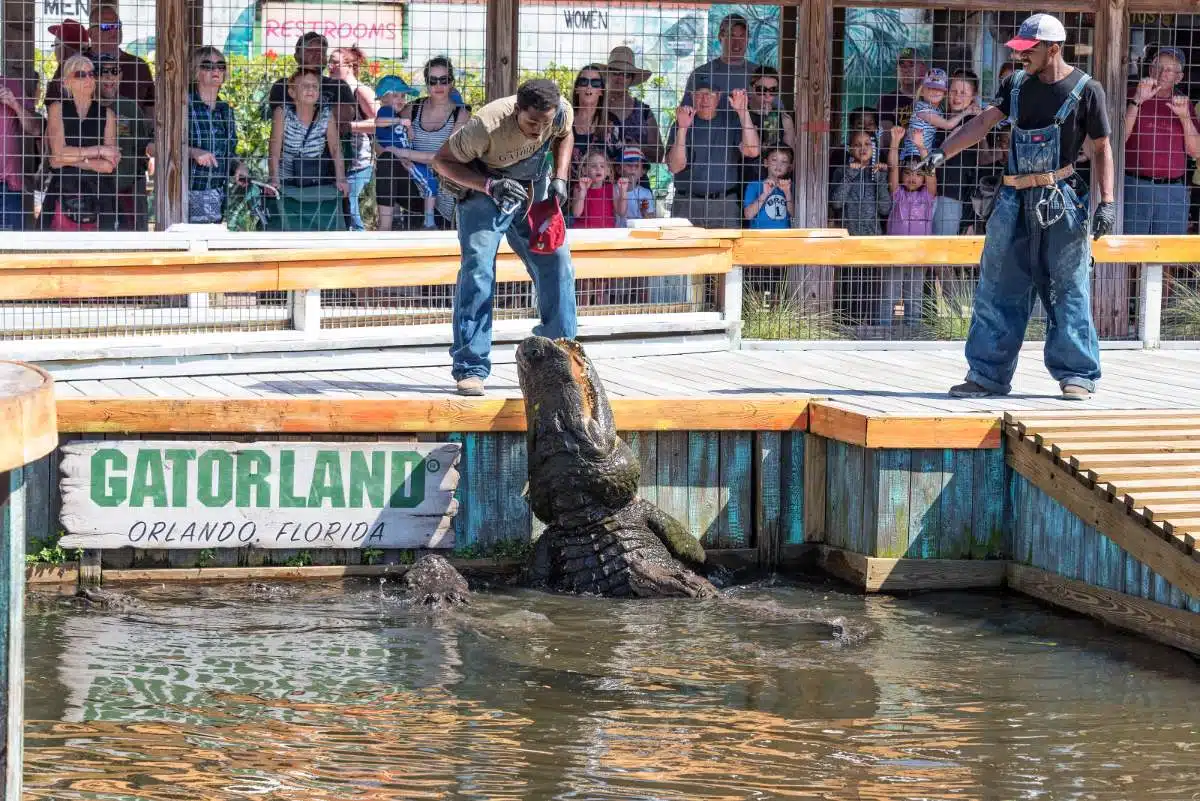 Gatorland, Orlando