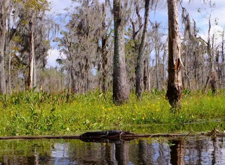 Go Kayaking In The Swamp