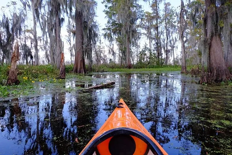 Ir En Kayak Por El Pantano