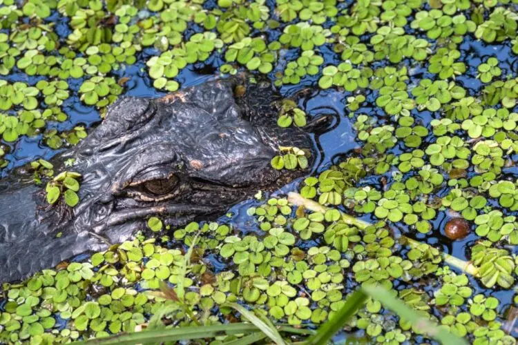 Parque Nacional Jean Lafitte Nueva Orleans