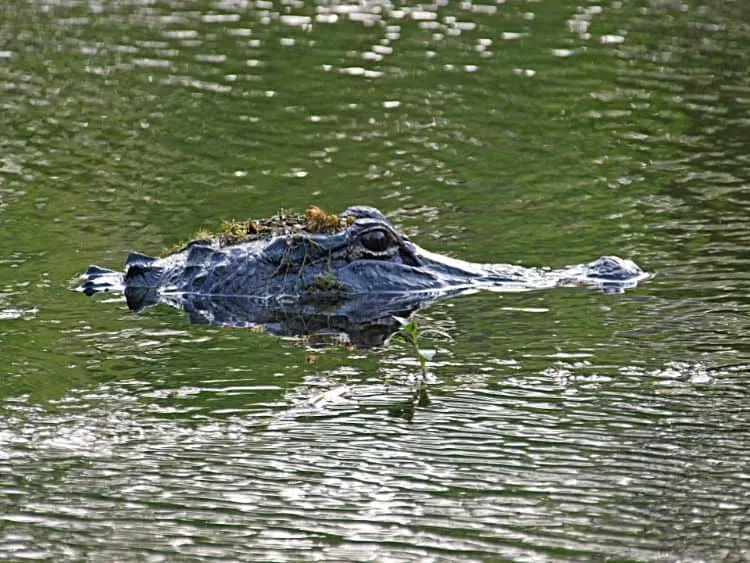 45 Best Things to do in New Orleans 60 Meet an alligator at the Jean Lafitte National Park