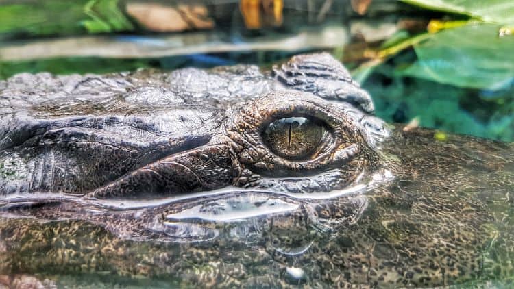 Jardim ZoolóGico De San Diego