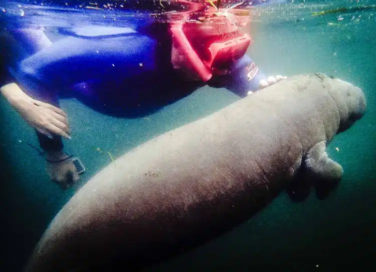 Swim With Manatees In Orlando