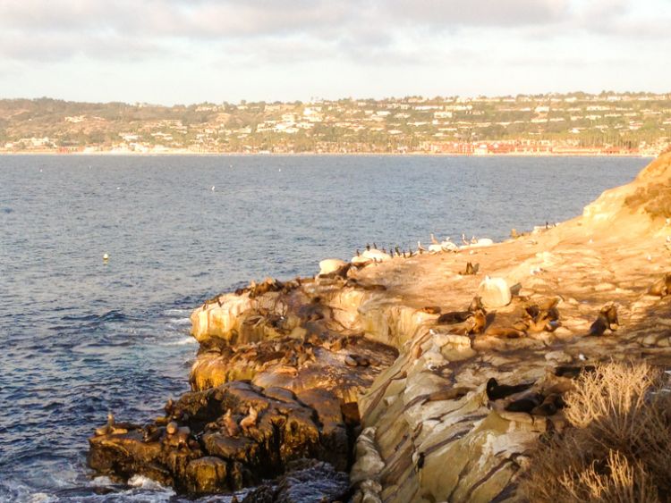 Visit The La Jolla Cove