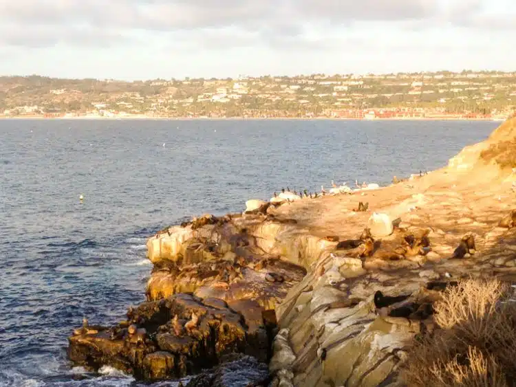Visita La Cala De La Jolla