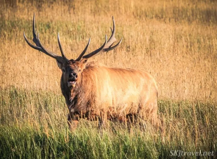 Autumn Elk Herds 02