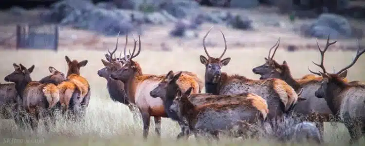 RebañOs De Alces En OtoñO 02