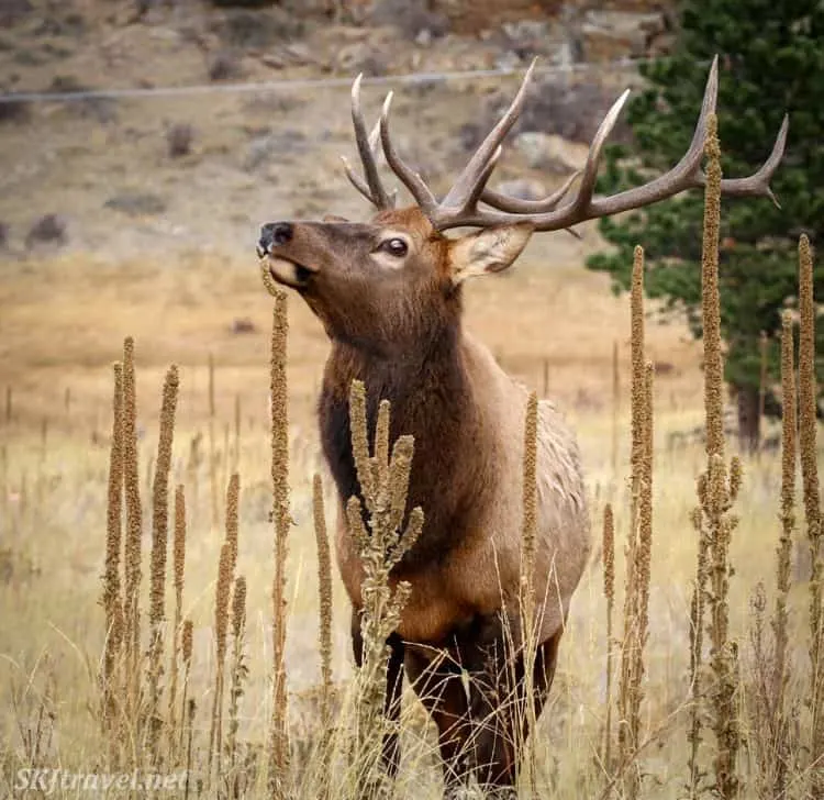 Autumn Elk Herds 02