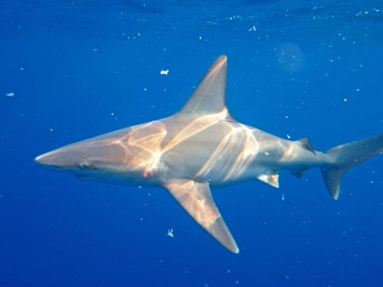 PlongéE En Cage Avec Des Requins à Hawaii