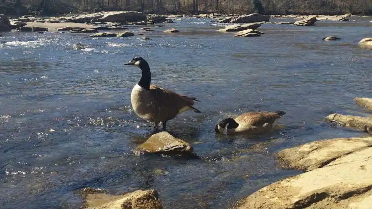 20 Fun Things to do in Atlanta GA 29 Chattahoochee River atlanta