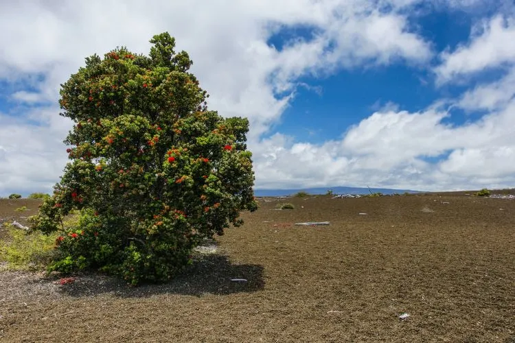 Verwoestingspad In Het Hawaii Volcanoes National Park