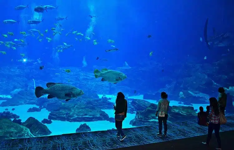 20 Fun Things to do in Atlanta GA 30 Georgia Aquarium atlanta