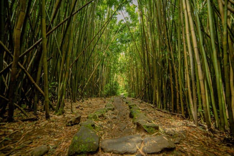 Parco Nazionale Di Haleakala, Sentiero Pipiwai