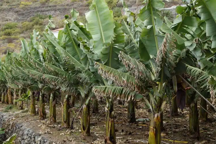 Best things to do in Puerto Limón Costa Rica 20 Participate in a Banana Plantation Tour LIMON COSTA RICA