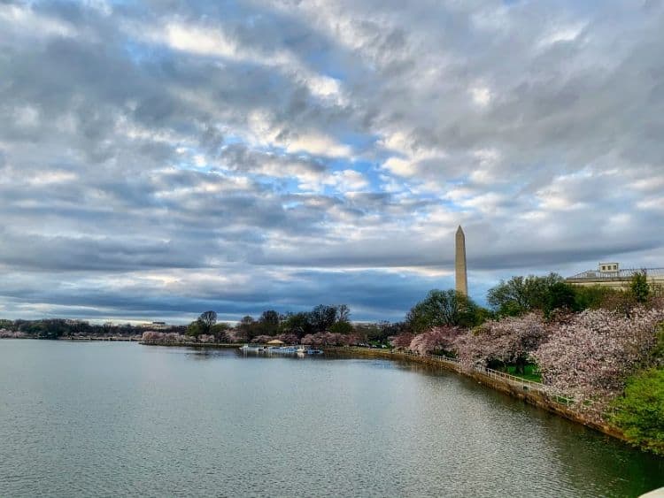 Tidal Basin Cherry Blossoms