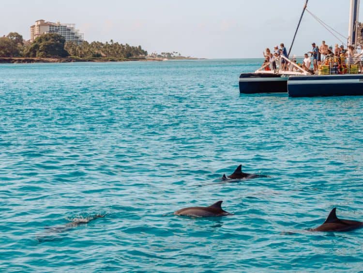 Swimming-With-Dolphins-Hawaii