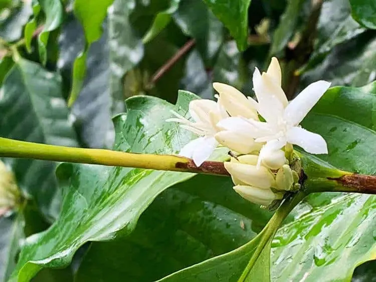 Kona-Hawaii-Coffee-Farm-Coffee-Flowers