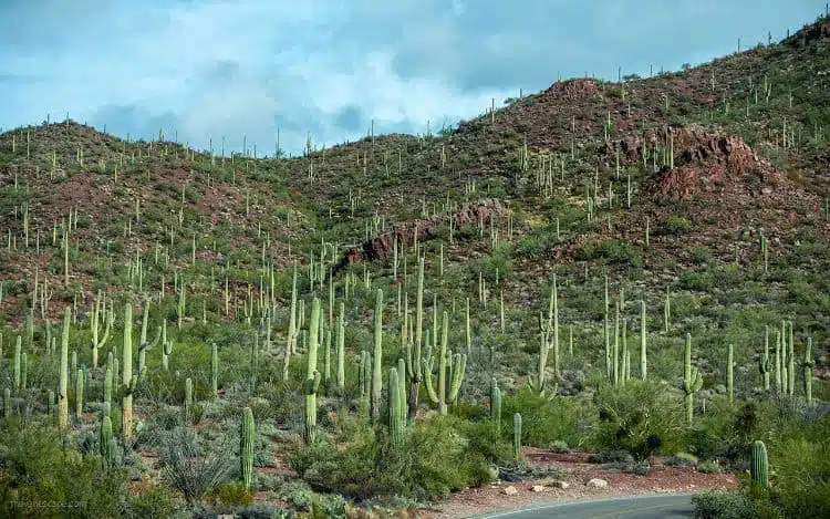 Day Trip To Saguaro National Park3