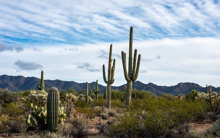 Dagtocht Naar Saguaro National Park3