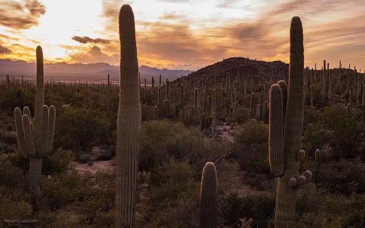 Dagtocht Naar Saguaro National Park3