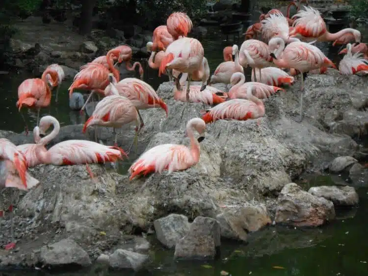 Fun Things to do in Denver Colorado 44 Denver Zoo