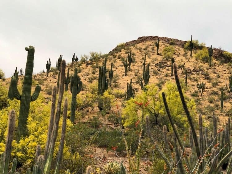 Desert-Botanical-Gardens-2