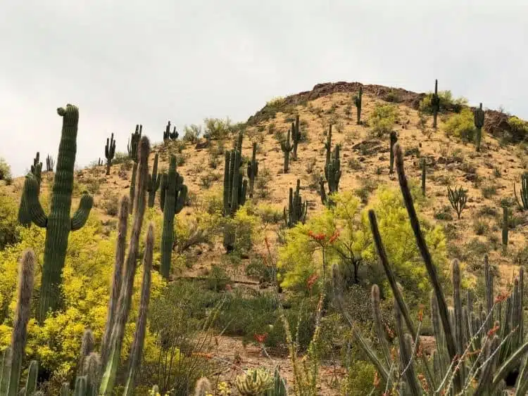 Deserto-Botanica-Jardins-2