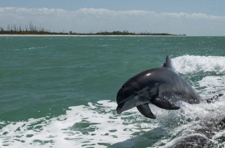 Dolphin Tour At Tampa Bay