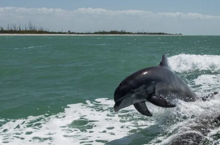 Passeio Dos Golfinhos Na BaíA De Tampa