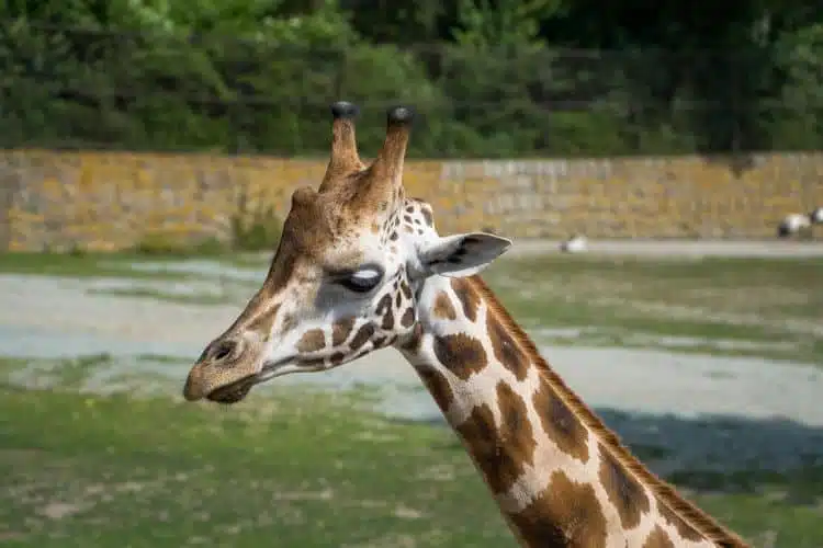Fun Things to do in Tampa Florida 5 Explore ZooTampa at Lowry Park