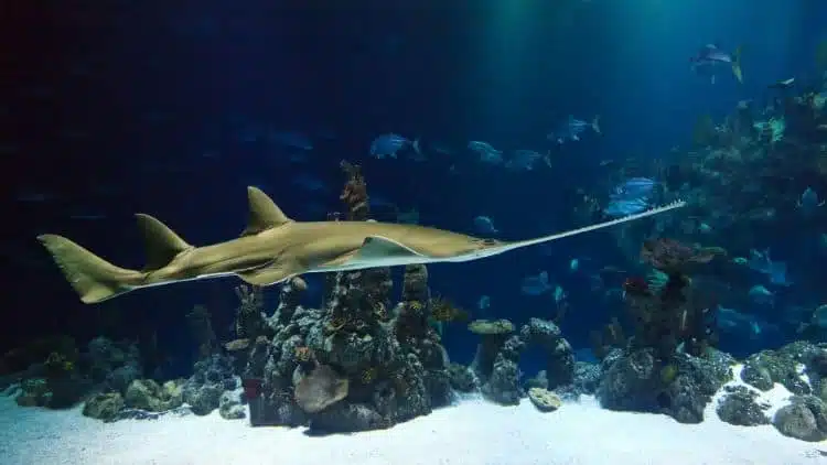 Fun Things to do in Tampa Florida 1 Have fun at the Florida Aquarium Tampa