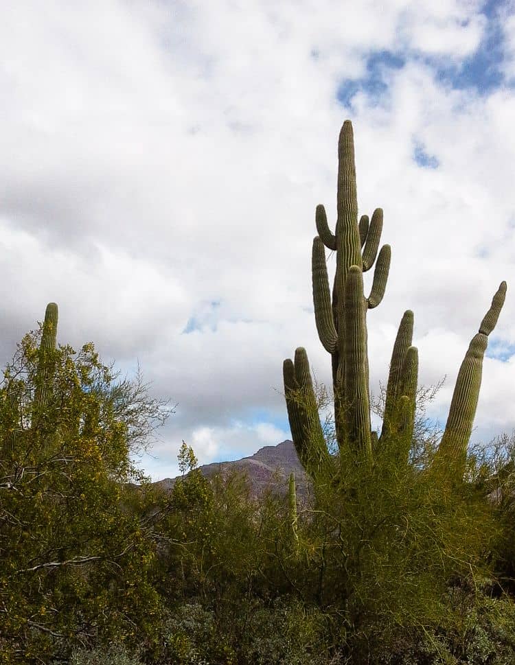 Hiking The Superstition Mountains2