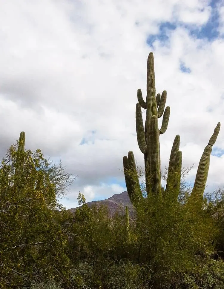 Senderismo En Las MontañAs De La SupersticióN2