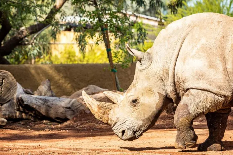 ZoolóGico De Phoenix