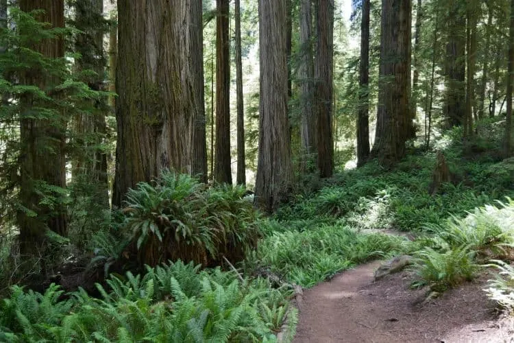 Redwoods Na Colina De Howland