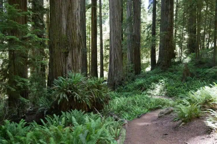 Redwoods At Howland Hill