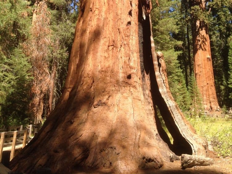 Visit Sequoia National Park