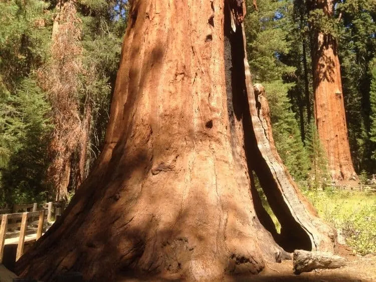 Visite O Parque Nacional De Sequoia