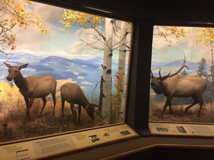 Wapiti_Elk_Tentoonstelling,_Denver_Museum_Van_Natuur_En_Wetenschap