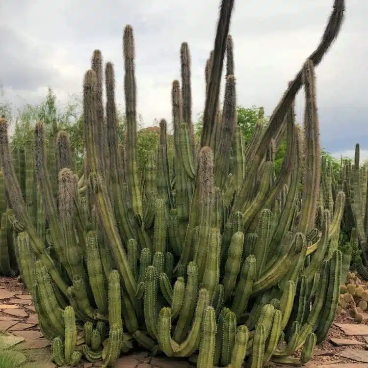 Jardines BotáNicos Del Desierto-2