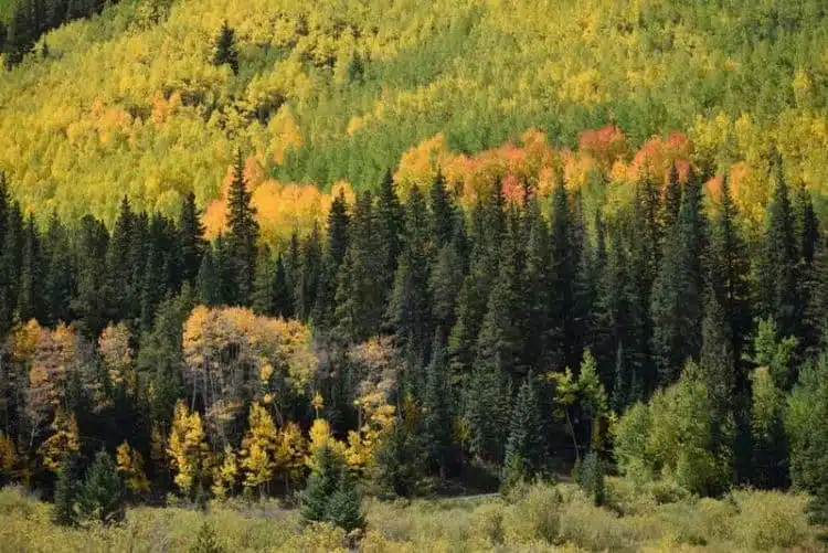 Herbstfarben In Breckenridge