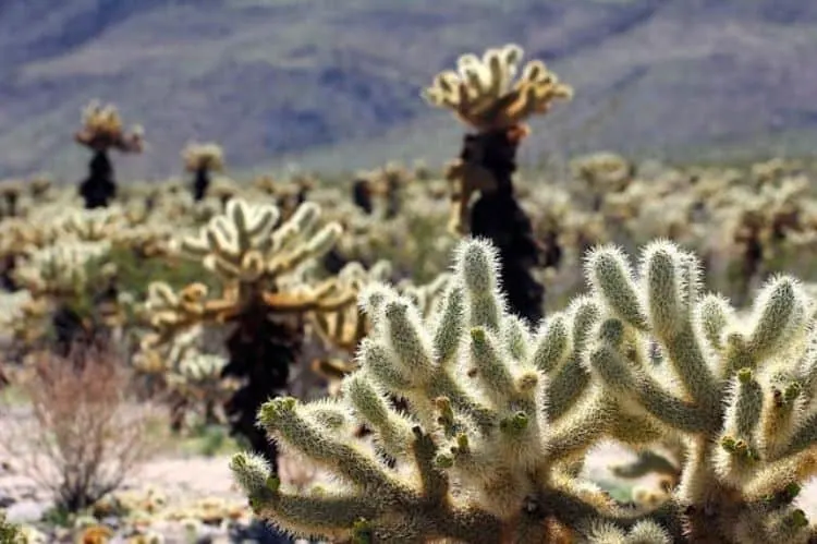 Joshua Tree