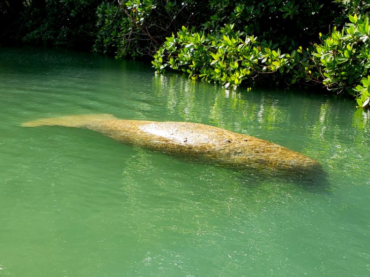 Kayaking With Manatees In Virginia Key - Buddy The Traveling Monkey