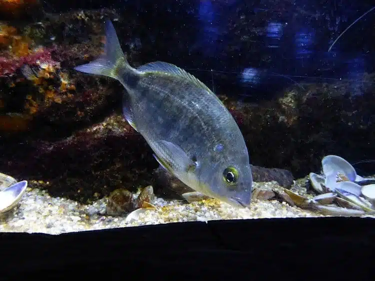 AquáRio Sea Life Kansas City