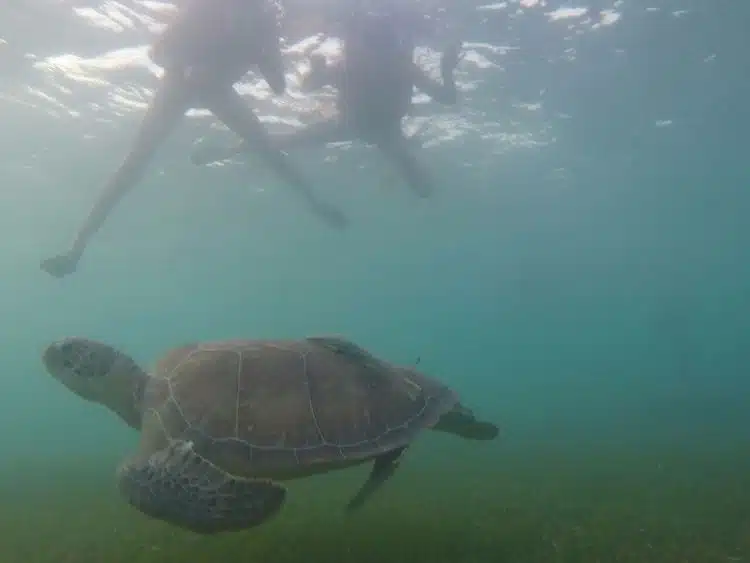 30 Cose Migliori Da Fare A Tulum Messico 16 Seaturtleakumal