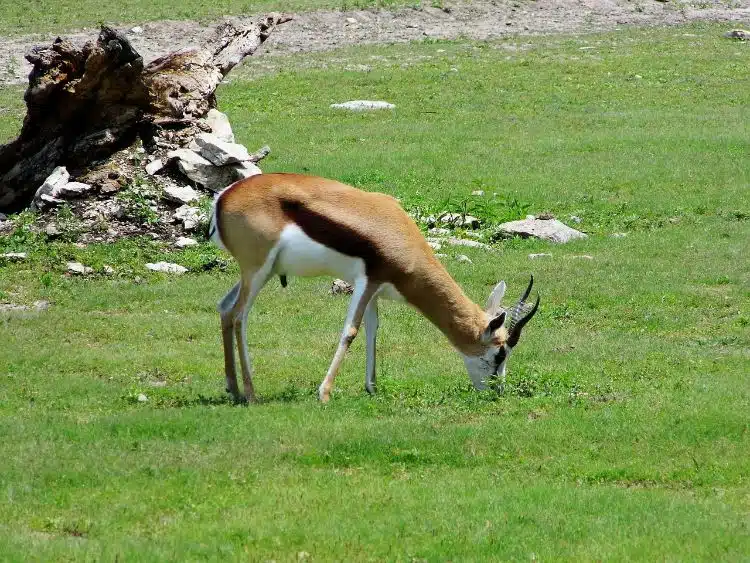30 Fun Things to do in Kansas City 42 Visit the Kansas City Zoo animals
